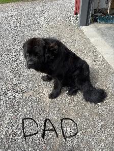 Saint Bernewfie Puppies for Sale - Photo 7