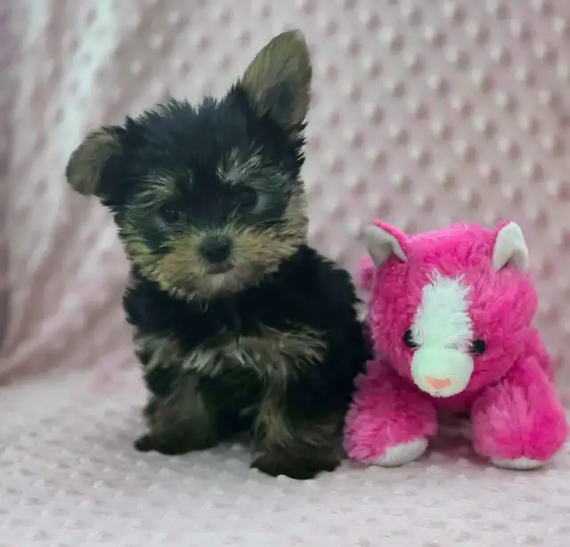 Yorkshire Terrier Puppies