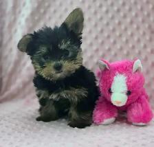 Yorkshire Terrier Puppies