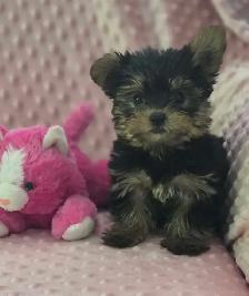 Yorkshire Terrier Puppies - Photo 2