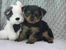 Yorkshire Terrier Puppies - Photo 3