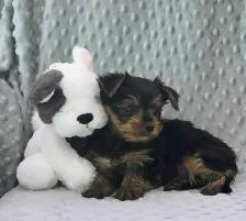 Yorkshire Terrier Puppies - Photo 4
