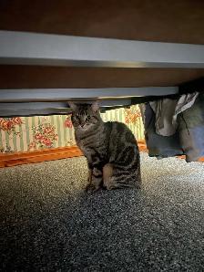 Lost Cat