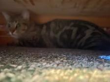 Lost Cat - Photo 2