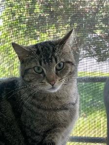 Lost Cat - Photo 3