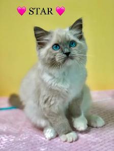 Purebred RAGDOLLS