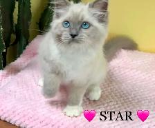 Purebred RAGDOLLS - Photo 2