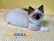 Purebred RAGDOLLS - Photo 3