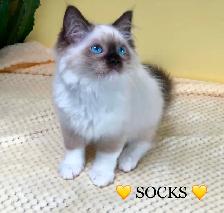 Purebred RAGDOLLS - Photo 4