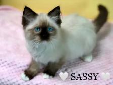Purebred RAGDOLLS - Photo 5