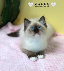 Purebred RAGDOLLS - Photo 6