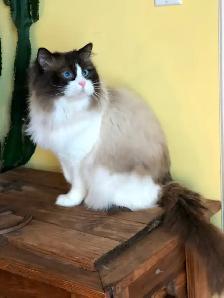 Purebred RAGDOLLS - Photo 8