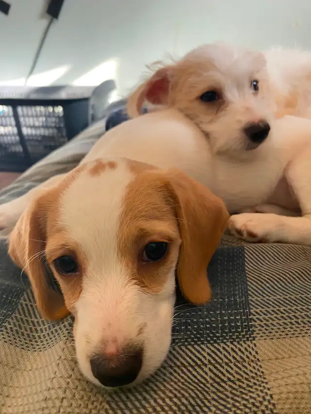 2 female puppies for sale