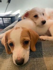 2 female puppies for sale