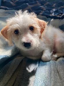 2 female puppies for sale - Photo 2
