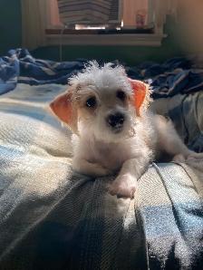 2 female puppies for sale - Photo 3