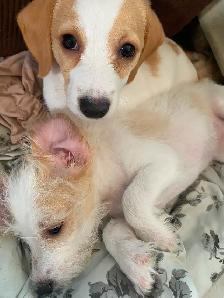 2 female puppies for sale - Photo 4