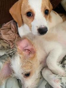 2 female puppies for sale - Photo 5
