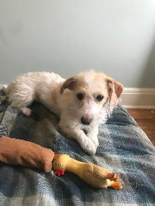 2 female puppies for sale - Photo 6