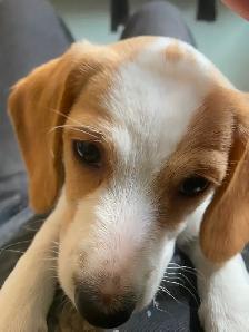 2 female puppies for sale - Photo 8