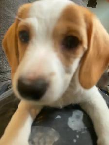 2 female puppies for sale - Photo 9