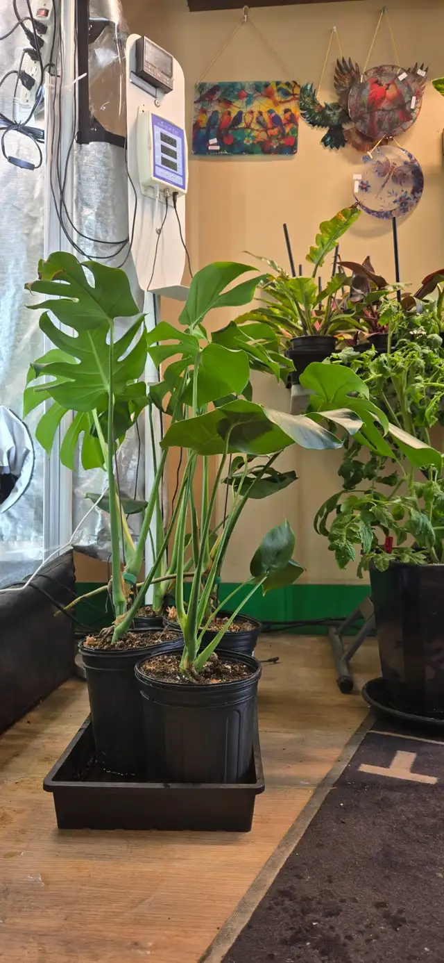 Monstera Deliciosa Plant