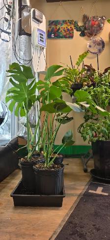 Monstera Deliciosa Plant