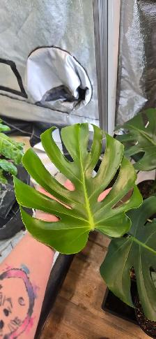 Monstera Deliciosa Plant - Photo 2