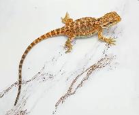 dragon barbu bébé rouge, orange, hypo - Photo 5