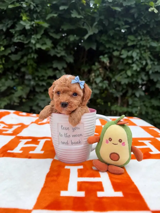 Caniche toy Toy Poodle