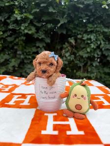 Caniche toy Toy Poodle