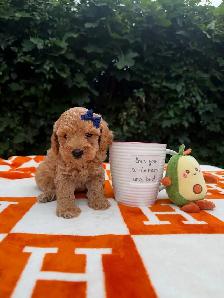 Caniche toy Toy Poodle - Photo 2