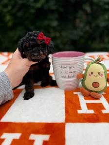 Caniche toy Toy Poodle - Photo 3