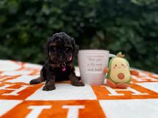Caniche toy Toy Poodle - Photo 4