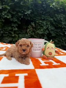 Caniche toy Toy Poodle - Photo 5