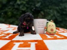 Caniche toy Toy Poodle - Photo 7