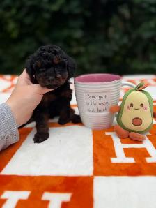 Caniche toy Toy Poodle - Photo 9