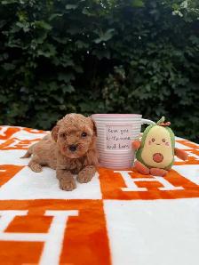 Toy poodle Caniche toy - Photo 5