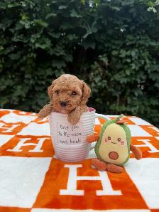 Toy poodle Caniche toy - Photo 6