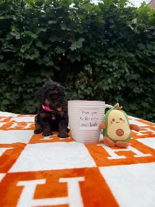 Toy poodle Caniche toy - Photo 7