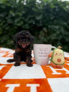 Toy poodle Caniche toy - Photo 8