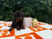 Toy poodle Caniche toy - Photo 9