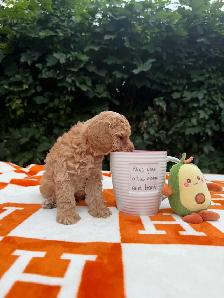 Toy poodle Caniche toy - Photo 10