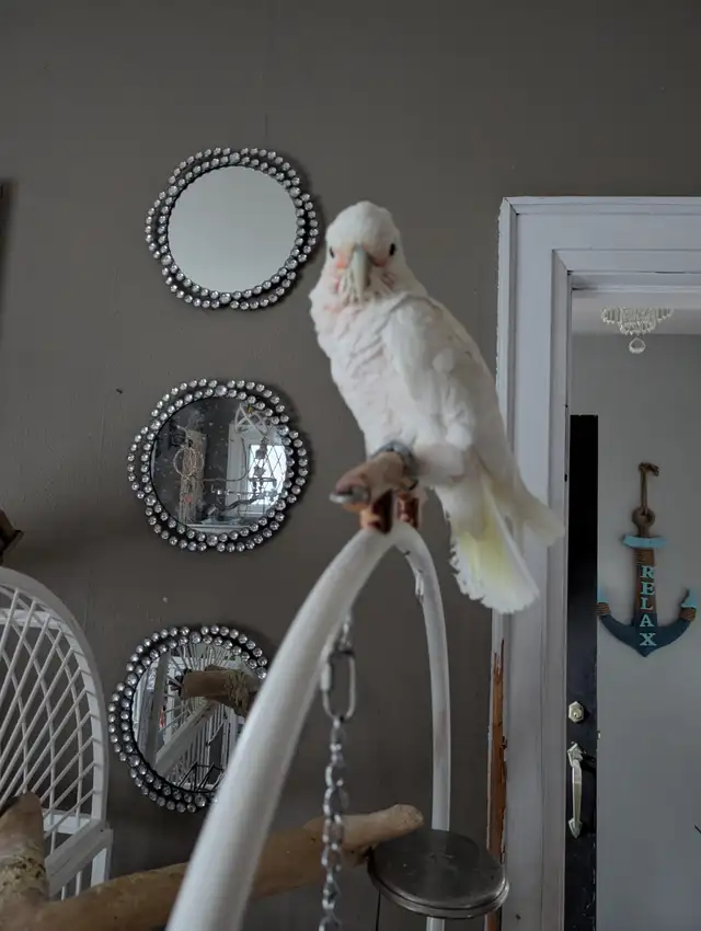 Goffins cockatoo