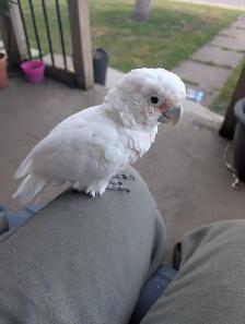 Goffins cockatoo - Photo 2