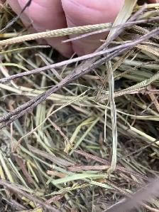 Hay round bales