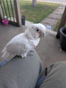 Goffins cockatoo - Photo 2