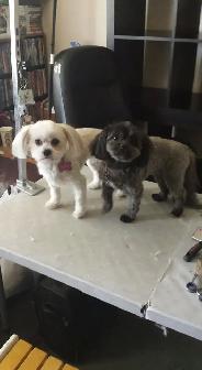 Low Stress Pet Grooming