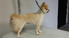 Low Stress Pet Grooming - Photo 2