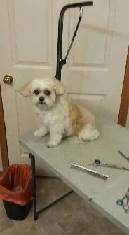 Low Stress Pet Grooming - Photo 3
